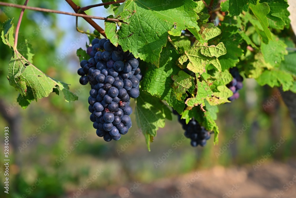 Beautiful fresh fruit - grapes growing in a vineyard. Harvest time - autumn fruit collection. South Moravian wine region - Palava - Czech Republic.