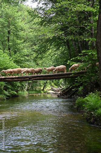 Flock of sheep crossing the river by an old bridge. Kirklareli city. Floodplain forest. Turkey. 