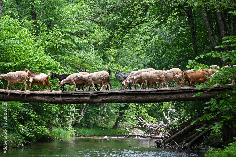 Flock of sheep crossing the river by an old bridge. Kirklareli city. Floodplain forest. Turkey.
Flock of sheep crossing the river by an old bridge. Kirklareli city. Floodplain forest. Turkey.