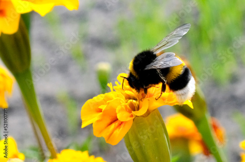 bumblebee collects nectar, nectar, flowers, insects, bumblebee, garden, vegetable garden, meadow, bee on yellow flower