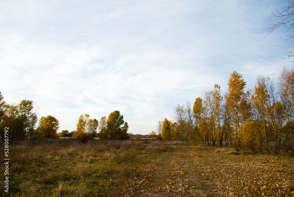 Autumn leaves on the tree. Season of colorful foliage. Autumn leaves on the tree. Season of colorful foliage.