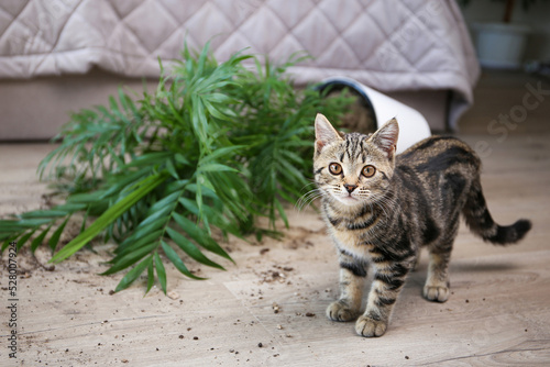 Obraz na płótnie The cat overturned a pot with a flower on the floor.