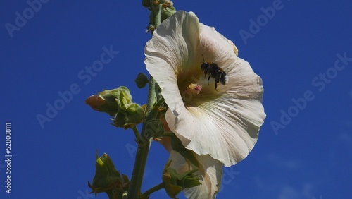 Bumblebee on a mallow flower against a blue sky.