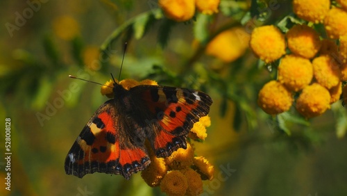 Butterfly urticaria on a tansy flower..