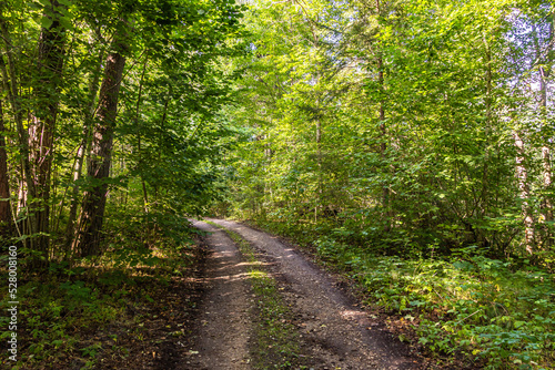 Dark forest road in Latvia. During daytime.