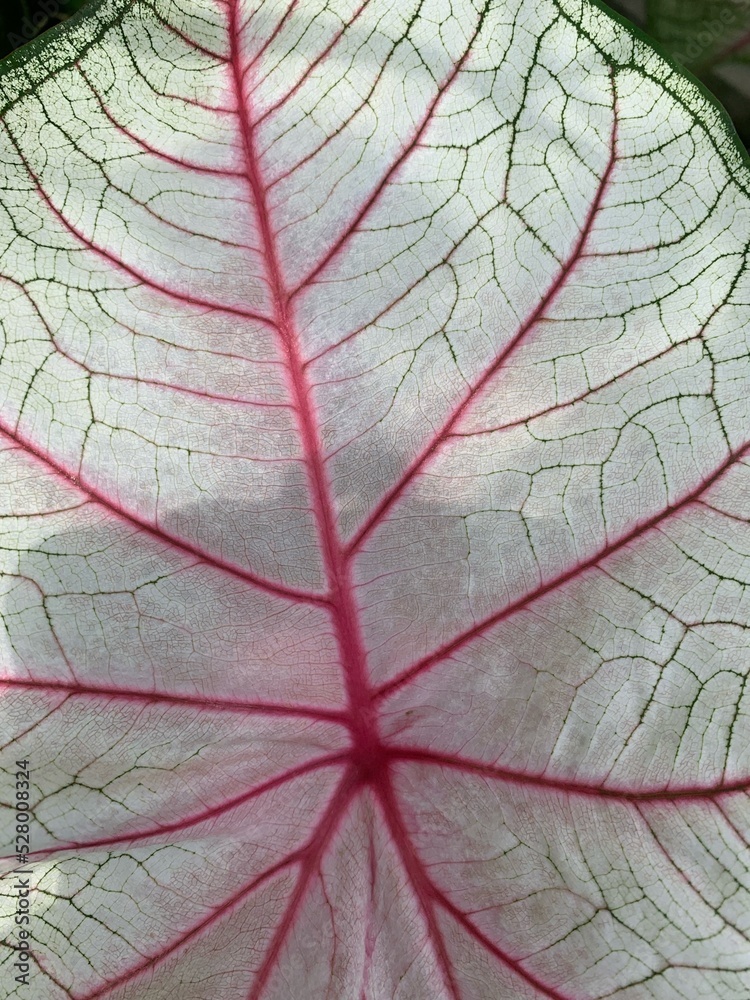 Obraz premium アロカシア葉脈