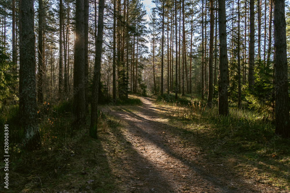Several forest roads intersect. Several forest roads intersect.