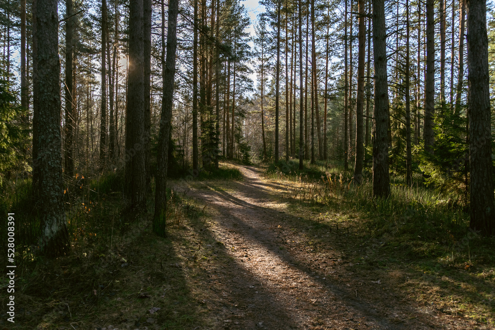 Several forest roads intersect.