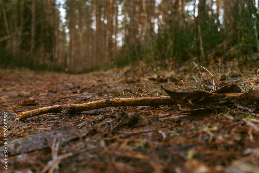 Small stick lying on a forest road, for people and bikers. Small stick lying on a forest road, for people and bikers.