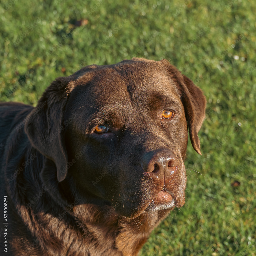 A brown labrador looking at the owner. Close up of the head. A brown labrador looking at the owner. Close up of the head.