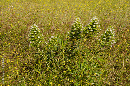 Shrub Echium decaisnei in flower. Las Palmas de Gran Canaria. Gran Canaria. Canary Islands. Spain. photo