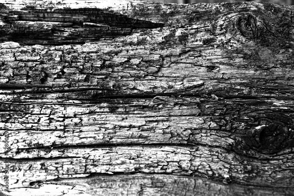 Obraz premium Wood, Structure, Black-and-white