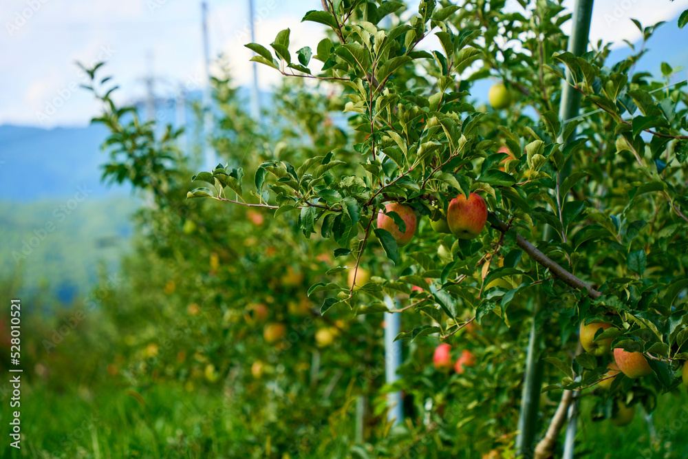 apple trees in japan