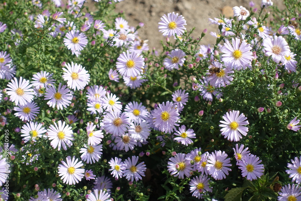 Pale pink flowers of Michaelmas daisies with bee in September Pale pink flowers of Michaelmas daisies with bee in September