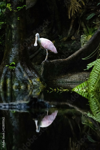 La espátula rosada. Pájaro rosa en el Cosmocaixa