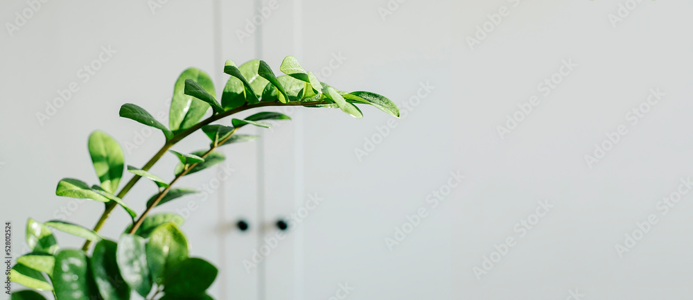 Fototapeta premium Banner for design and web page. Zamioculcas home plant. Copy space