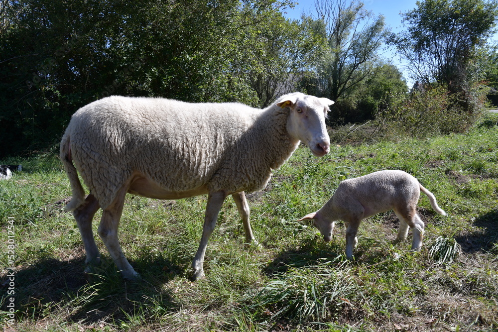 un mouton et son agneau dans la campagne française un mouton et son agneau dans la campagne française