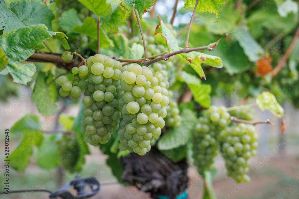 Grapes in the vineyard