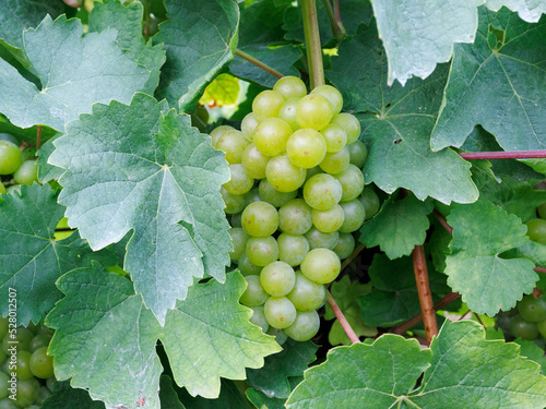 Wallpaper Mural Grapes in the vineyard Torontodigital.ca