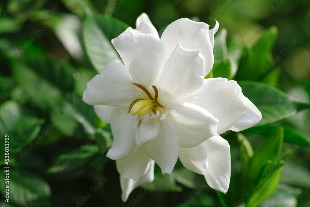 9月に咲くクチナシの花 9月に咲くクチナシの花