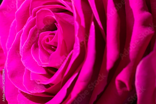 Silken delicate magenta colored macro rose flower.Floral backdrop with lots of fragile petals copy space