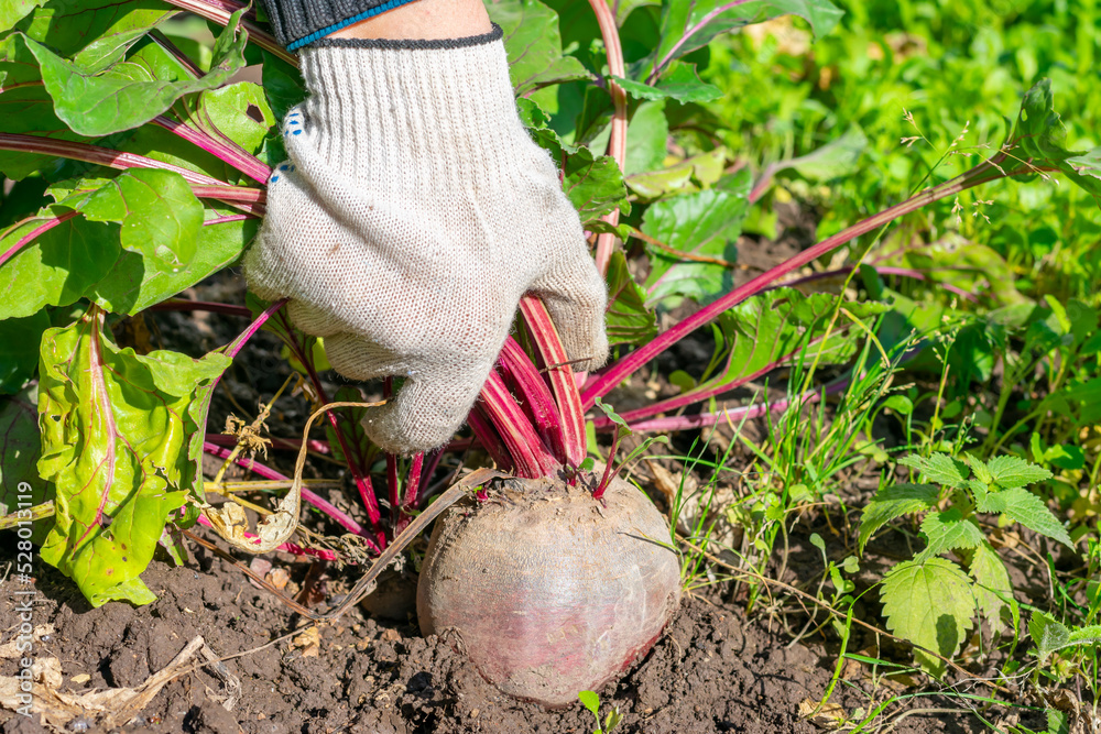 Obraz premium Farmer puts out ripe mature purple raw beetroot from garden vegetable bed. Seasonal works in countriside. Cultivation and harvesting vegetarian food.