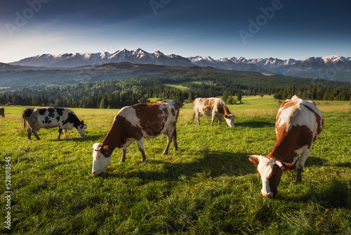Autumn in the Tatra Mountains. Cows are grazing on the meadow - switch over Łapszanka, with a view of the mountains. Colors and colors of fall 