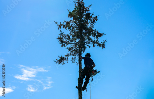 Holzfäller bei einer Baumfällung mit blauen Hintergrund