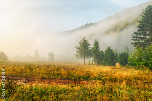 Fototapeta Naklejka Na Ścianę i Meble -  Beautiful mountain morning landscape. Sunrise, coniferous trees, and fog. Ukraine. The Carpathians. Travels. Rest in nature. Nature.