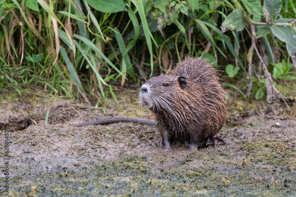Myocastor coypus - Coypu - Ragondin Myocastor coypus - Coypu - Ragondin