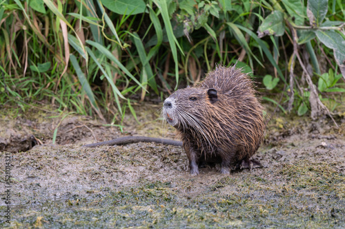 Myocastor coypus - Coypu - Ragondin photo