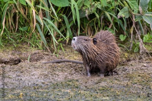 Myocastor coypus - Coypu - Ragondin photo