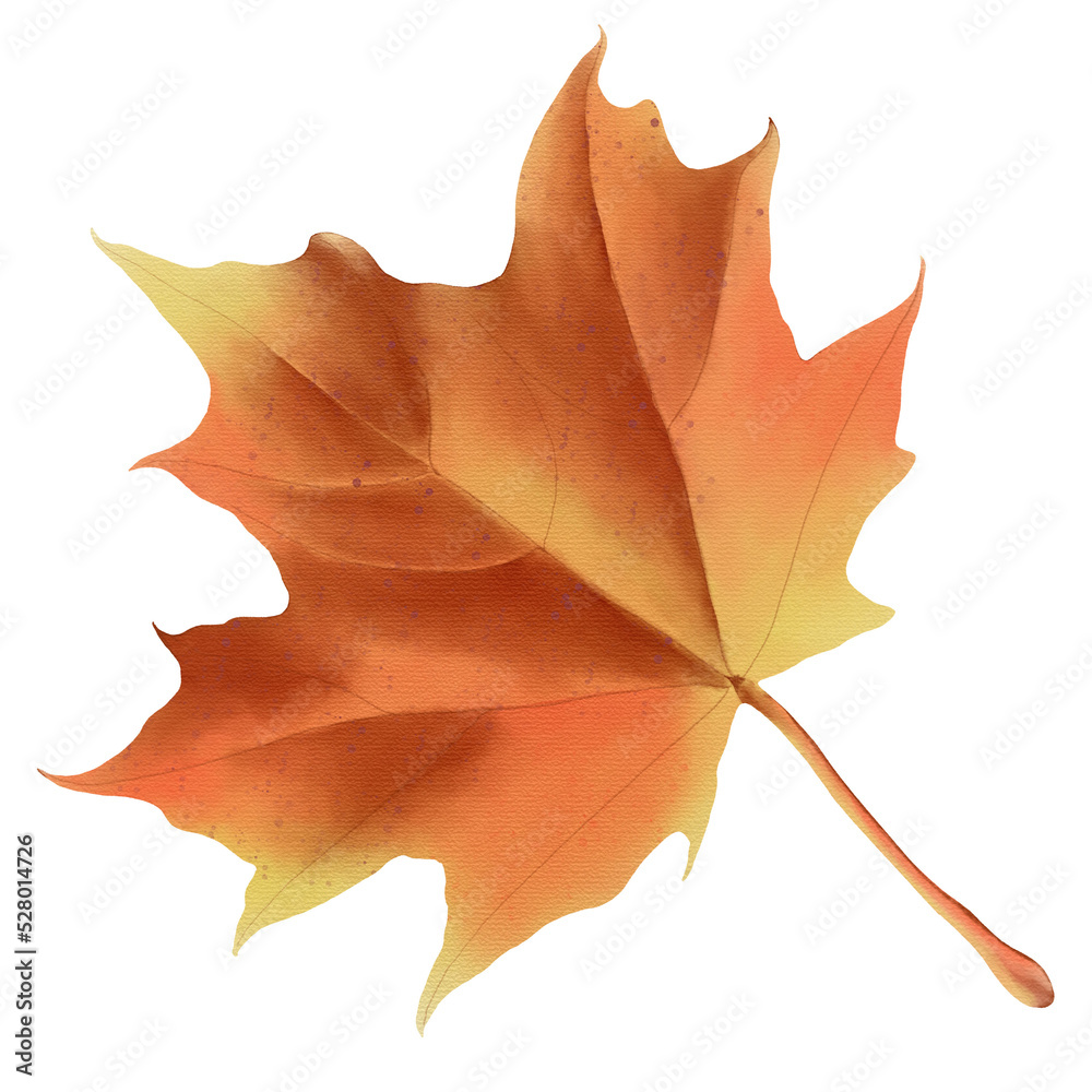 Naklejka premium Maple leaf watercolor illustration.