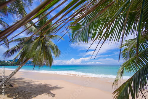 Coconut palm trees bottom view beach background. perspective view palm trees sun bright sky summer island. Copy space texture.  © loveyousomuch