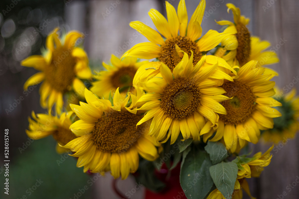 Obraz premium sunflowers in a red teapot