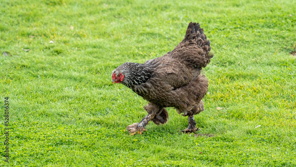 The Brahma chicken, an american chicken that's very large. Big chicken on grass