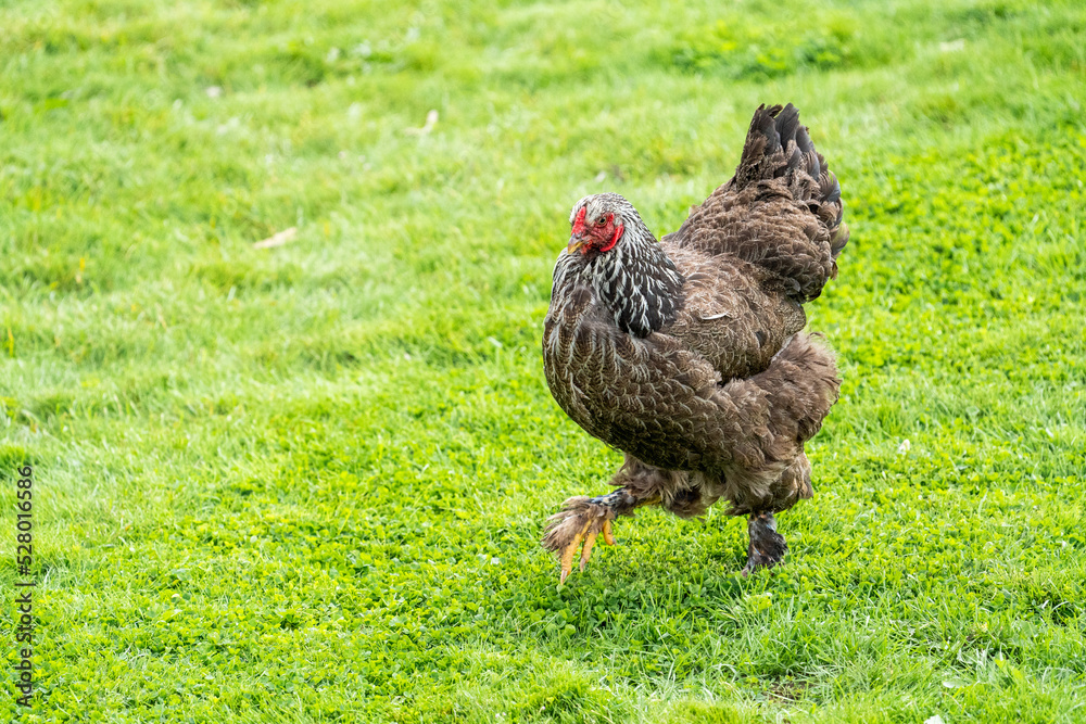 The Brahma chicken, an american chicken that's very large. Big chicken on grass