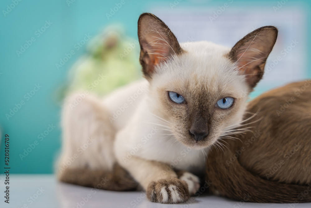 Beautiful little Cute Siamese Cat or Moon Diamond Cat on the floor and look at people with curiosity based on the kitten's habit.