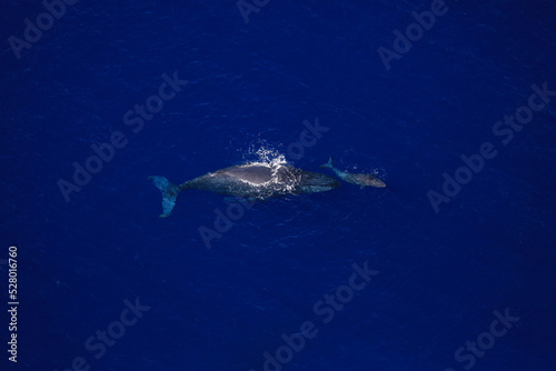 Amazing pictures of humpback whale in Reunion island