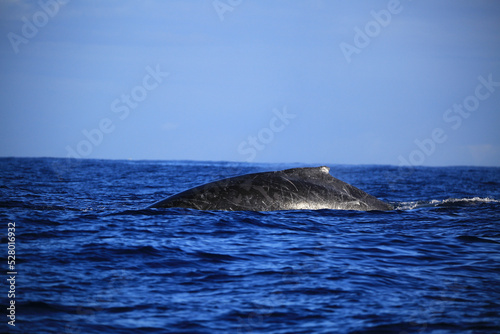 Amazing pictures of humpback whale in Reunion island © aylerein