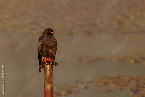 A red-eyed hawk sunbathing perched on a pole just after the sunrise photo