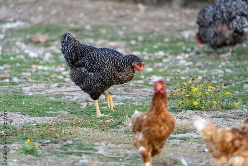 The Malines, Dutch: 'Mechelse Koekoek', a Belgian breed of large domestic chicken hen walking on a farm	 photo