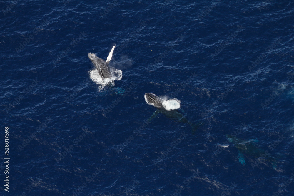 Amazing pictures of humpback whale in Reunion island Amazing pictures of humpback whale in Reunion island
