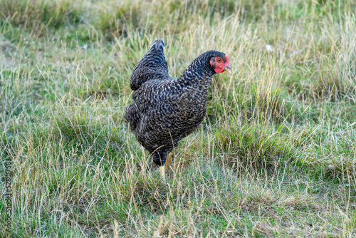 The Malines, Dutch: 'Mechelse Koekoek', a Belgian breed of large domestic chicken hen walking on a farm	 photo