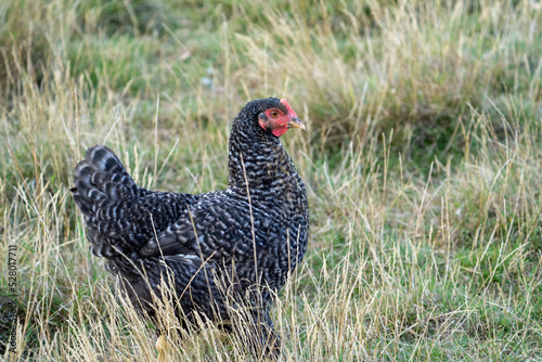 The Malines, Dutch: 'Mechelse Koekoek', a Belgian breed of large domestic chicken hen walking on a farm	 photo