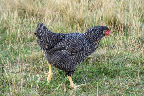 The Malines, Dutch: 'Mechelse Koekoek', a Belgian breed of large domestic chicken hen walking on a farm	 photo