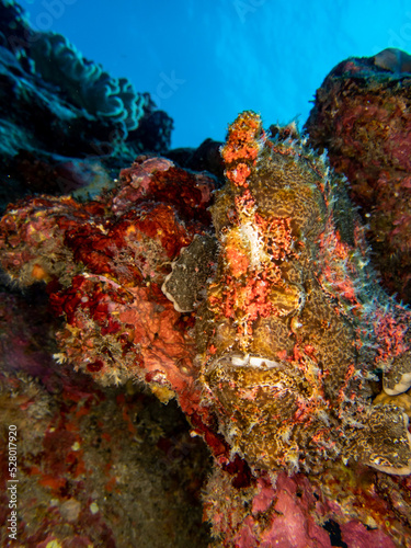 Mimetic brown frog fish hiding in Reunion island
