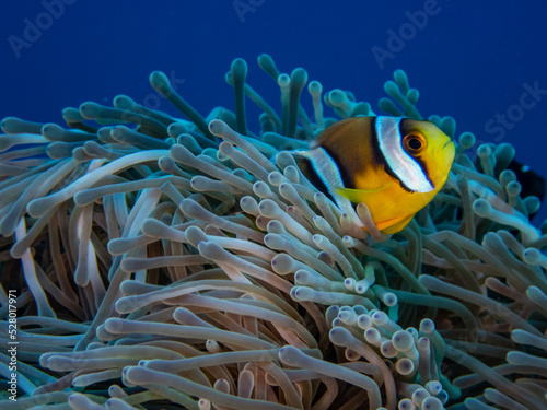 Beautiful red anemone magnifica with blue water background