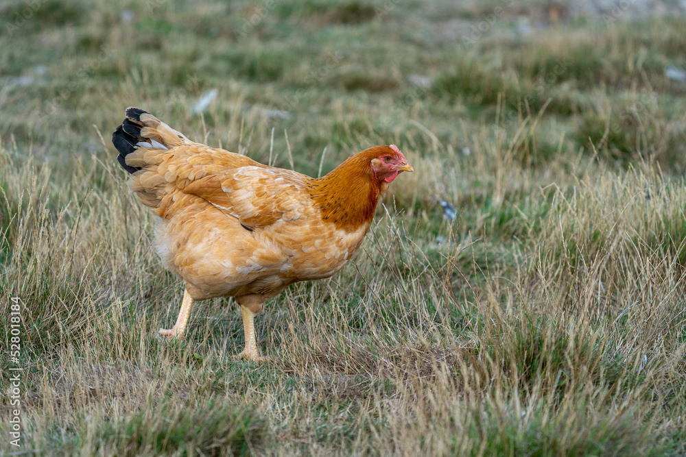 Portrait of a ISA Brown Chickens. Free range chicken