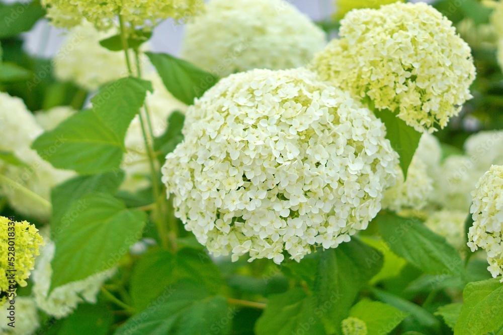 Beautiful hydrangeas blooming in summer Beautiful hydrangeas blooming in summer